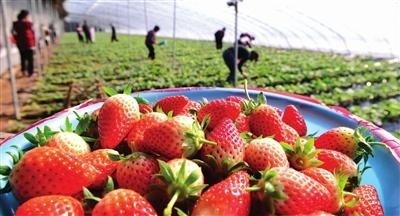 草莓采摘、貯藏的主要方式及注意事項
