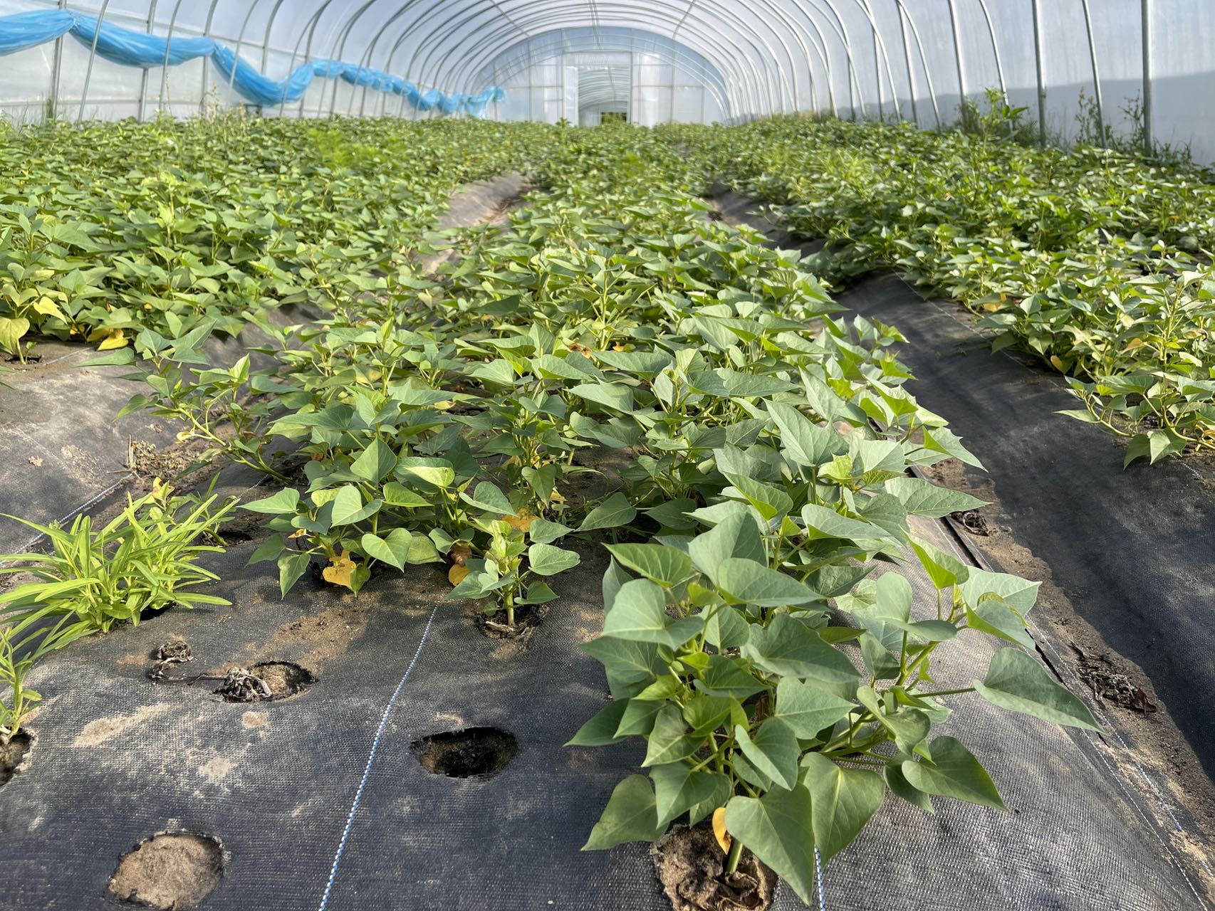 蔬菜有必要使用真空預(yù)冷機(jī)嗎？